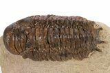 Bargain, Crotalocephalina Trilobite - Atchana, Morocco #341304-1